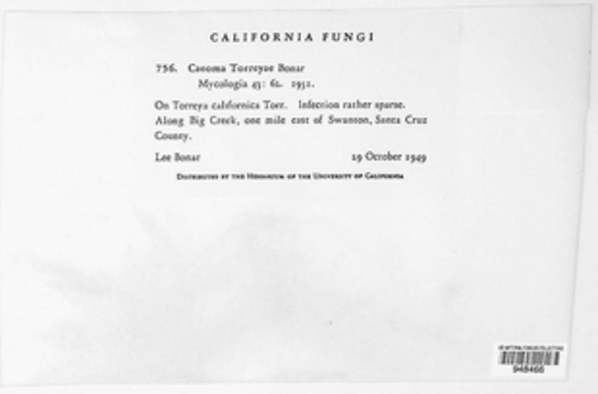 Rogerpetersonia torreyae image